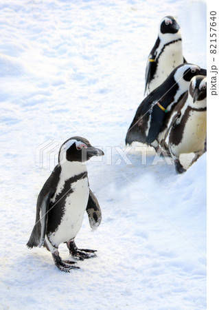 Funny penguin stands in the snow on a frosty day. 82157640