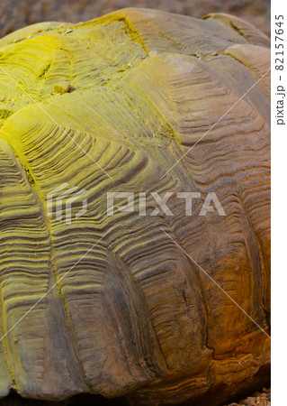 Close-up of the shell of a large turtle. 82157645