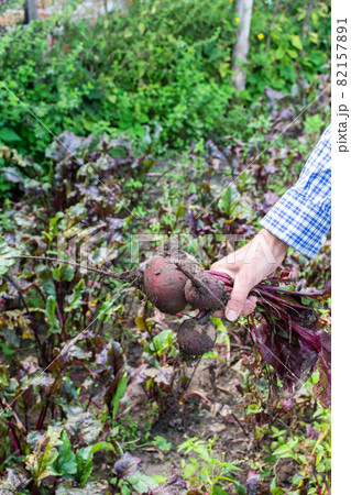 Farmer hands with a fresh organic bunch of beet Farmer hands with a fresh organic bunch of beet 82157891