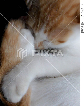 眠り猫 眠り猫 82157892