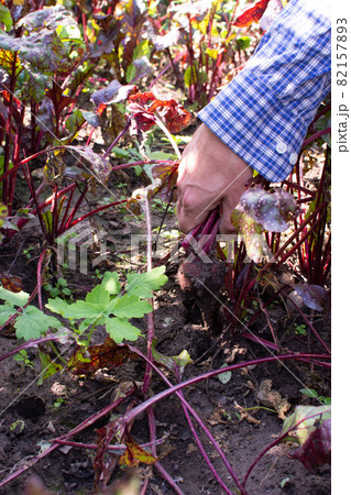Farmer digs fresh organic beets 82157893