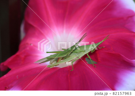 朝顔の花の上でじっとしているオンブバッタ 82157963
