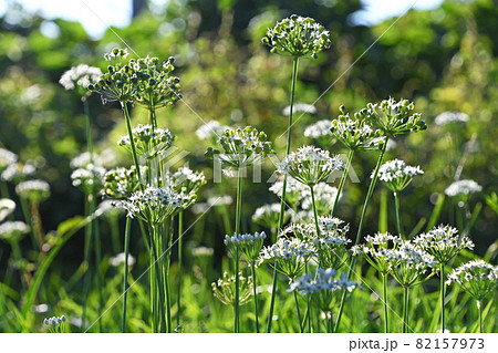 ニラの花と実 82157973