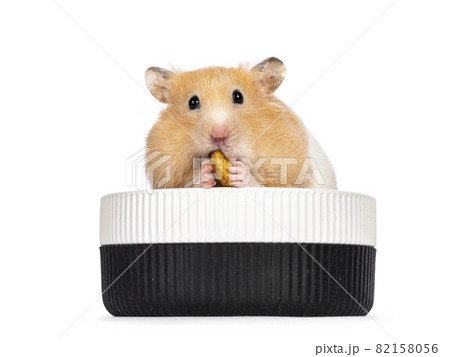 Golden hamster on white background Golden hamster on white background 82158056