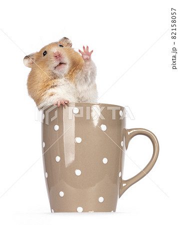 Golden hamster on white background Golden hamster on white background 82158057