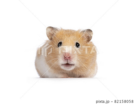 Golden hamster on white background Golden hamster on white background 82158058