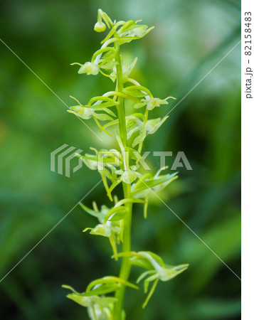 尾瀬ケ原に咲くヤマサギソウ 82158483