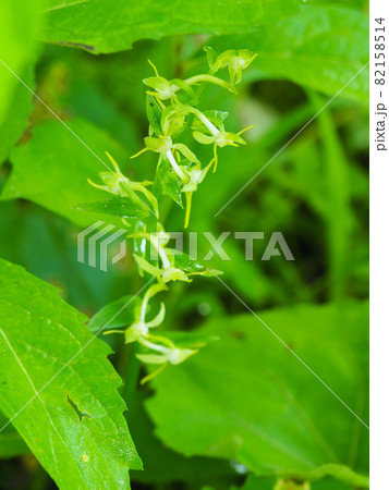 尾瀬ケ原に咲くヤマサギソウ 82158514