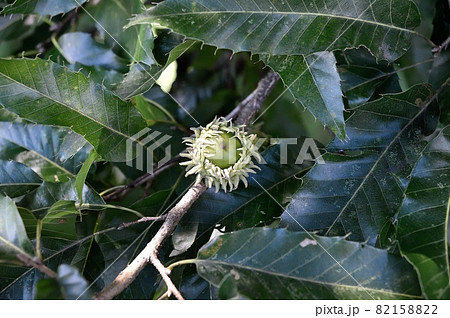 クヌギの実 82158822