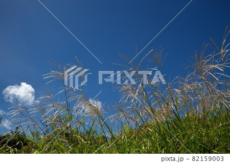 ススキの穂と秋の空 82159003