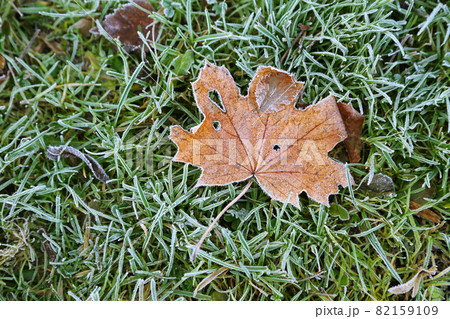 Fallen leaf of maple tree on the grass covered with frost Fallen leaf of maple tree on the grass covered with frost 82159109