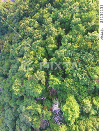 鬱蒼とした森林〜ドローンで空撮（猪苗代湖･西岸／福島県会津若松市湊町大字赤井字屋敷） 82159155