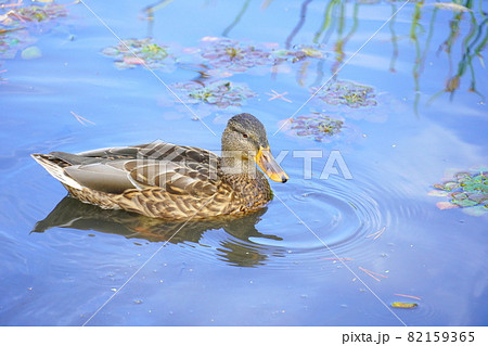池を泳ぐ水鳥 池を泳ぐ水鳥 82159365
