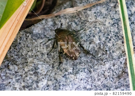 大阪城で這ってたシロテンハナムグリ 大阪城で這ってたシロテンハナムグリ 82159490