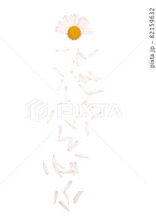 Flowers and petal composition. Chamomile on a white background. 82159632