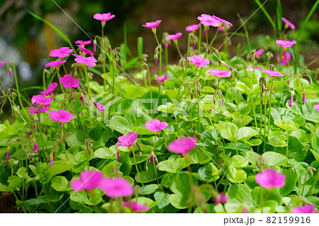 かわいいハナカタバミの花 82159916
