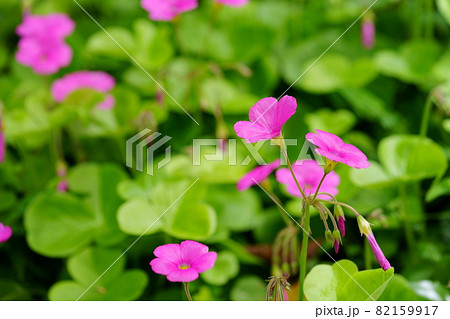 かわいいハナカタバミの花 かわいいハナカタバミの花 82159917