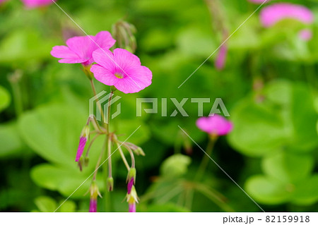 かわいいハナカタバミの花 82159918