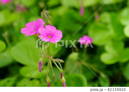 かわいいハナカタバミの花 かわいいハナカタバミの花 82159920