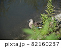 鴨 82160237