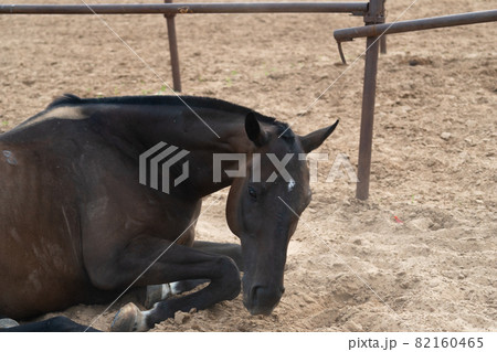 relaxed horse after taking sand bath (馬の砂浴び) relaxed horse after taking sand bath (馬の砂浴び) 82160465