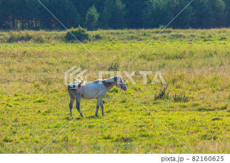 View of a grazing horses in the green mountains, Tusheti, Georgia. Travel View of a grazing horses in the green mountains, Tusheti, Georgia. Travel 82160625