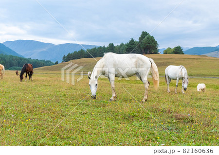 View of a grazing horses in the green mountains, Tusheti, Georgia. Travel 82160636
