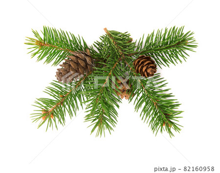 Front view of fir tree branch and cones 82160958