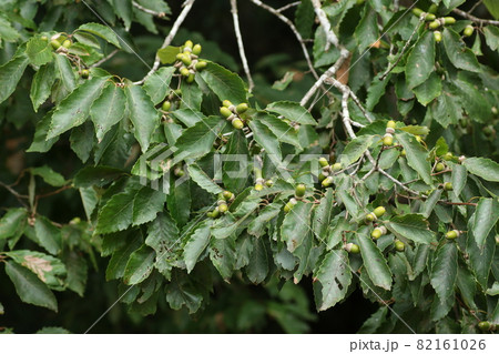 まだ青い、コナラのドングリ まだ青い、コナラのドングリ 82161026
