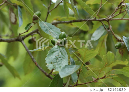 まだ青い、コナラのドングリ 82161029