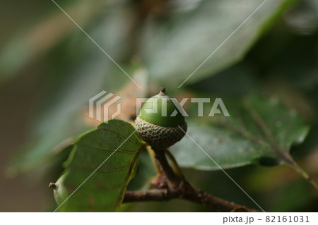 まだ青い、コナラのドングリ 82161031