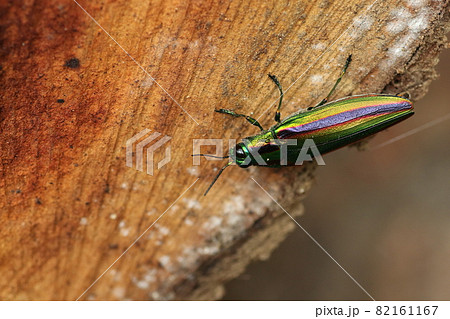 輝く夏の虫、タマムシ 輝く夏の虫、タマムシ 82161167