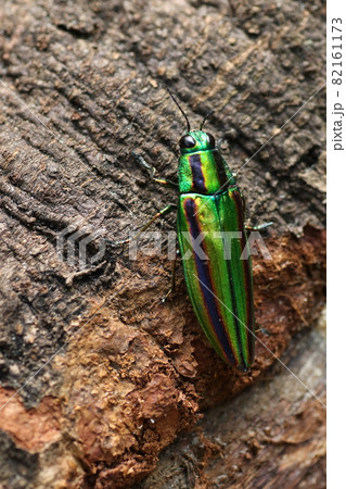輝く夏の虫、タマムシ 82161173