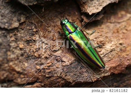 輝く夏の虫、タマムシ 82161182