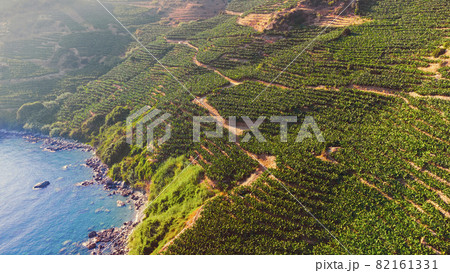 Banana plantation in Turkey, Beautiful Landscape with plant and the sea, Dron Shoot, Summer Nature Banana plantation in Turkey, Beautiful Landscape with plant and the sea, Dron Shoot, Summer Nature 82161331