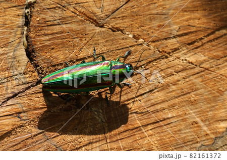 輝く夏の虫、タマムシ 82161372