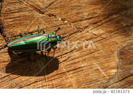 輝く夏の虫、タマムシ 82161373