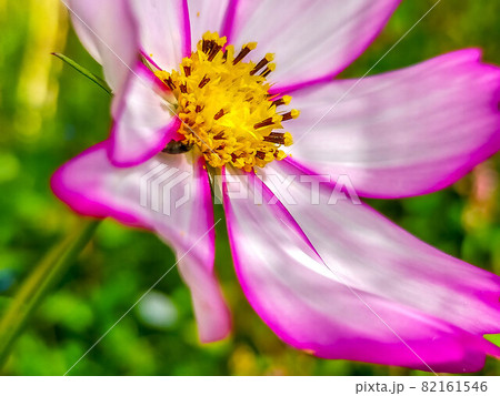 爽やかな秋空の下のコスモス畑にて 82161546