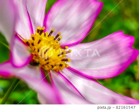 爽やかな秋空の下のコスモス畑にて 82161547