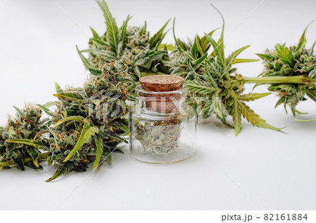 Marijuana plant on white background. Cannabis plant, blossom buds. Drying and Curing 82161884
