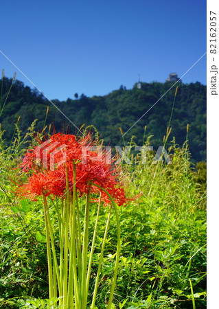 彼岸花と岐阜城 彼岸花と岐阜城 82162057