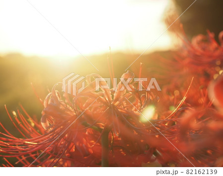 夕焼け彼岸花 82162139