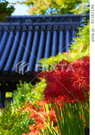 彼岸花の咲く岐阜県大垣市赤坂の明星輪寺 彼岸花の咲く岐阜県大垣市赤坂の明星輪寺 82162199