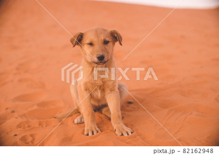 モロッコ メルズーガ サハラ砂漠砂丘ツアーについて来た子犬 82162948