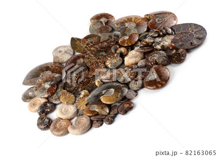 Ammonites isolated on white. Different ammonite varieties Ammonites isolated on white. Different ammonite varieties 82163065