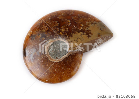 Ammonite isolated on white Ammonite isolated on white 82163068