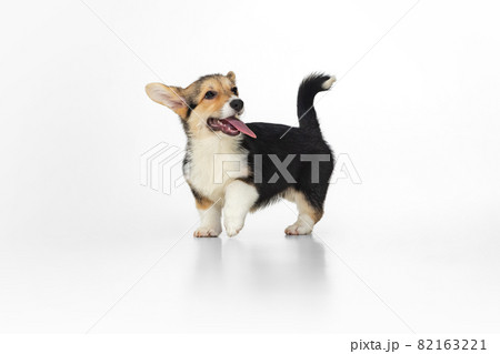 Sweet and cute smiling walking corgi dog isolated over white background. Joyful and happy puppy Sweet and cute smiling walking corgi dog isolated over white background. Joyful and happy puppy 82163221