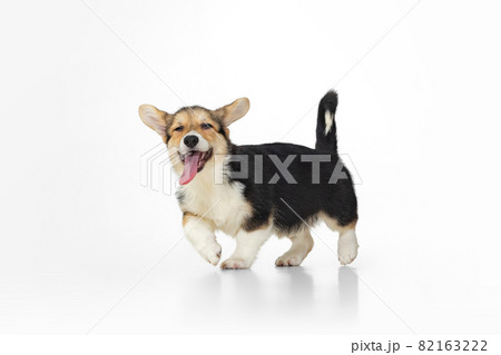 Sweet and cute corgi dog smiling and walking isolated over white background. Joyful and happy puppy Sweet and cute corgi dog smiling and walking isolated over white background. Joyful and happy puppy 82163222