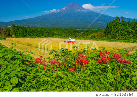 田んぼと富士山　収穫の秋　稲刈り　曼珠沙華 82163264
