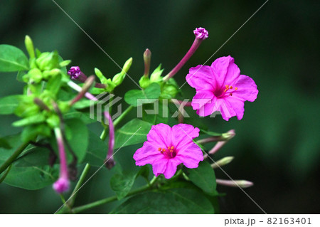 夕方になり開き始めたオシロイバナ(白粉花) 夕方になり開き始めたオシロイバナ(白粉花) 82163401